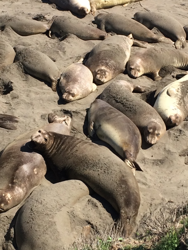Elephant Seals, San Simeon ("Hooky, Housekeeping...and a haiku") // the pig & quill